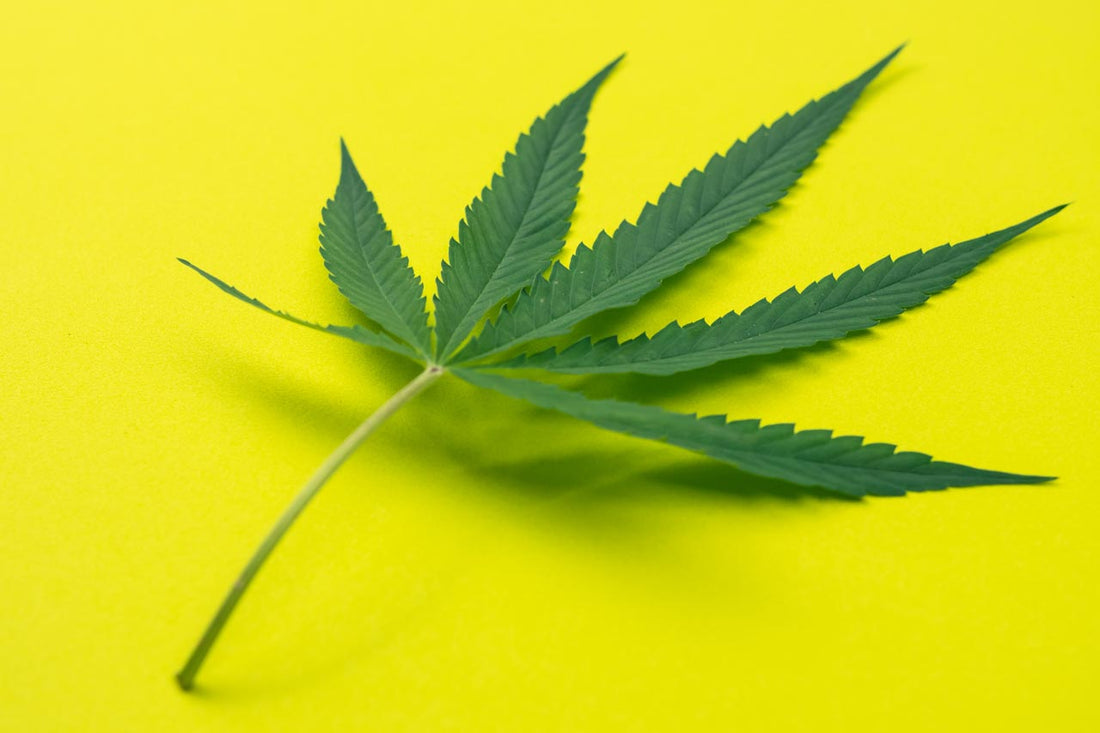 Navigating THCA Flower: A Consumer's Guide to Minimizing Risks